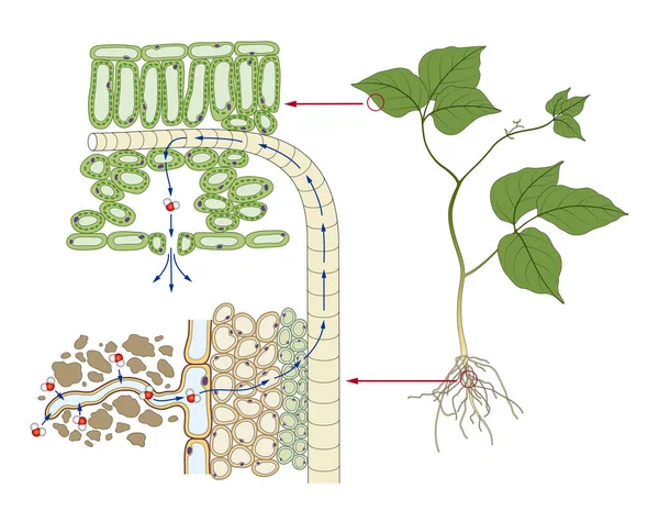 植物の水輸送システム — ストック写真