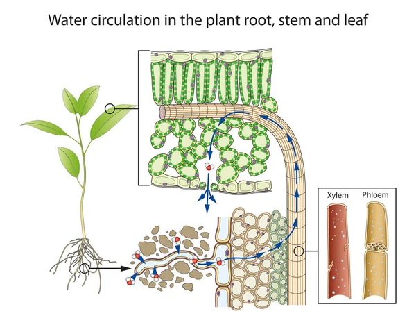 Circulation Eau Dans Les Racines Les Tiges Les Feuilles — Photo