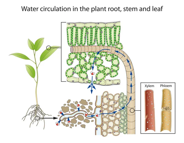 Water circulation in the plant root, stem and leaf