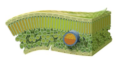 Cellular Structure of Leaf. Internal Leaf Structure a leaf is made of many layers that are sandwiched between two layers of tough skin cells (called the epidermis) clipart