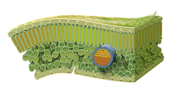 Yaprağın Hücresel Yapısı Yaprak Yapısı Epidermis Sert Deri Hücrelerinin Iki — Stok fotoğraf