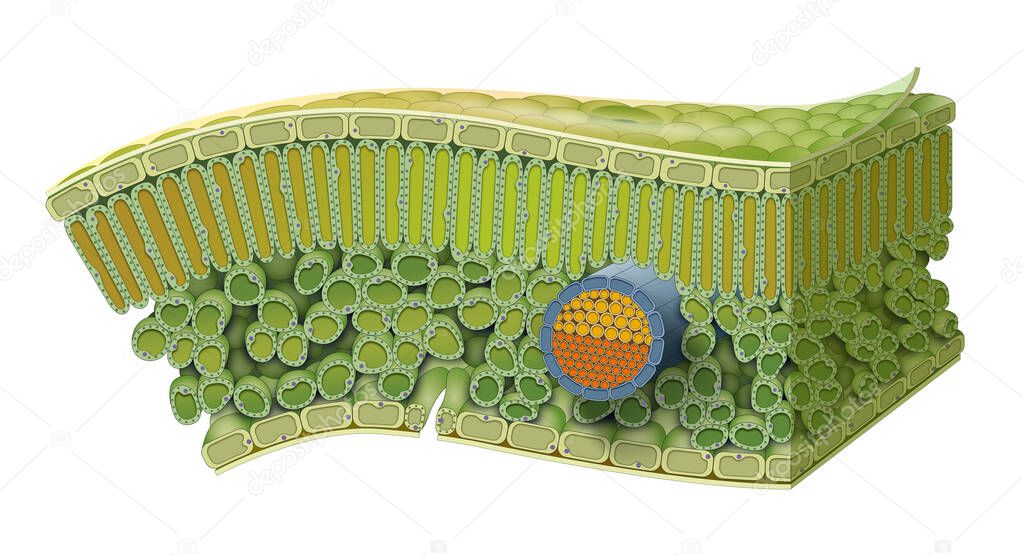 Cellular Structure of Leaf. Internal Leaf Structure a leaf is made of many layers that are sandwiched between two layers of tough skin cells (called the epidermis)