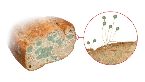 根粒菌は黒パン型です それは世界で最も一般的な真菌の1つです それは貯蔵された食糧の分解の共通の代理人である ストーニファーは急速に成長し 主に屋内環境で成長します — ストック写真