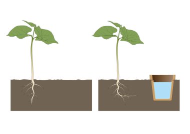 Hidrotropism, bir bitkinin büyüme yönünü bir uyarıcı veya su konsantrasyonunda gradyan olarak belirlediği büyüme yanıtıdır.