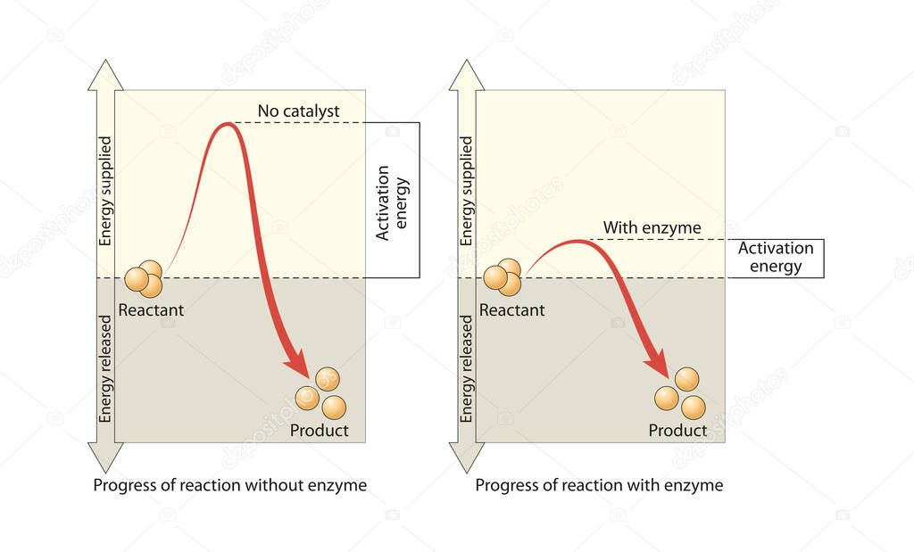 Reactions relate to the free energy of the involved molecules