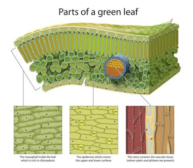 Yeşil yaprağın parçaları. Epidermis, mezofil, damarlar.