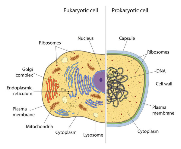 lllustration of eukaryotic and prokaryotic cell with text