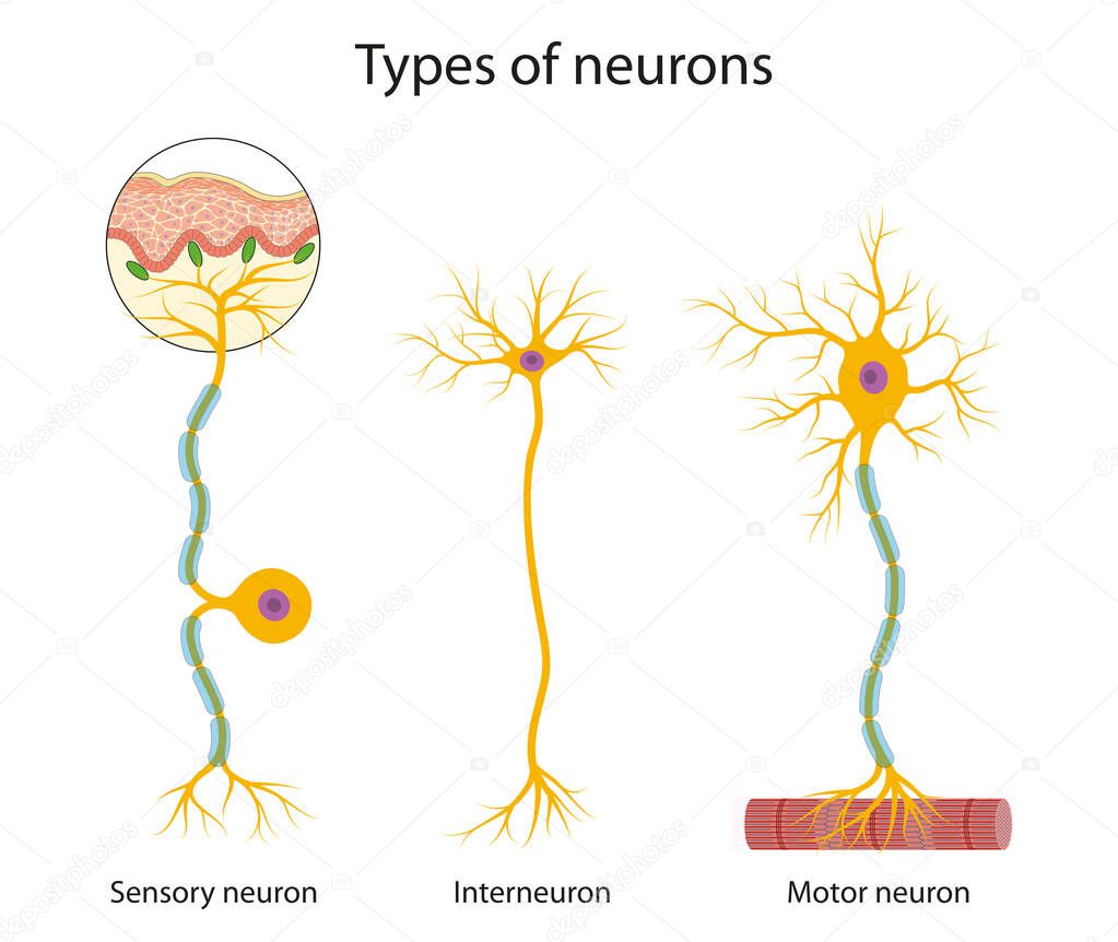 Three main types of neurons: sensory, interneuron and motor