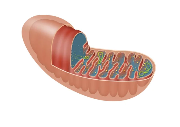 Mitochondrion Jest Organelą Związaną Podwójną Błoną Występującą Większości Organizmów Eukariotycznych — Zdjęcie stockowe