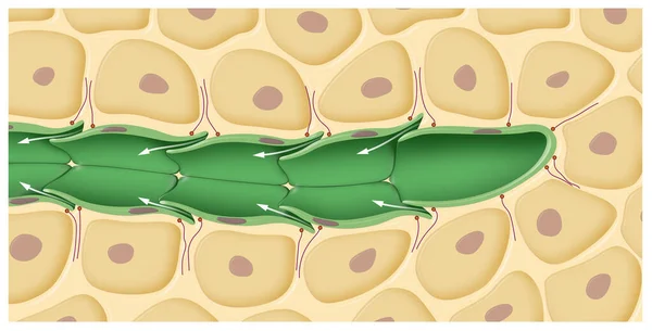 Lymphzirkulation Und Struktur Der Lymphgefäße — Stockfoto