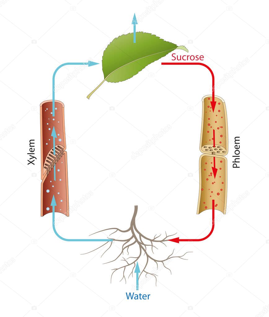 Metabolism and transport in plants. Transpiration
