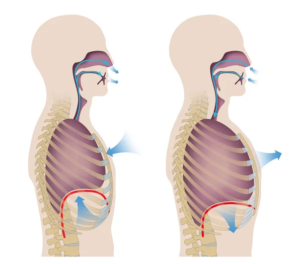 Menselijke Ademhaling Inhalatie Uitademing — Stockfoto