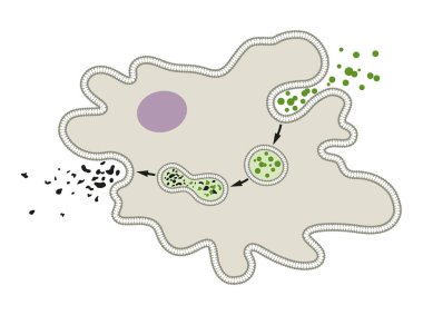 Amoeba 'daki beslenme ve sindirim sürecini açıklayın.