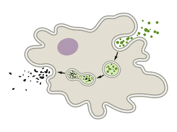 Explicar Proceso Nutrición Digestión Amoeba — Foto de Stock