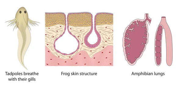 呼吸系统从蝌蚪转变为成年青蛙 两栖类肺 青蛙皮结构 — 图库照片