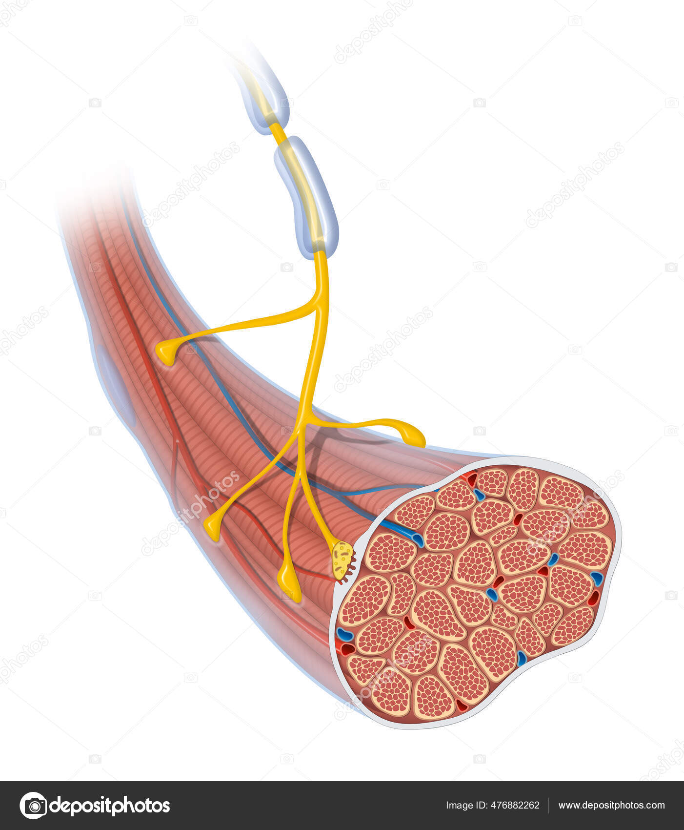 Neuromuscular Junction Skeletal Muscle Motor Neuron Stock Photo by