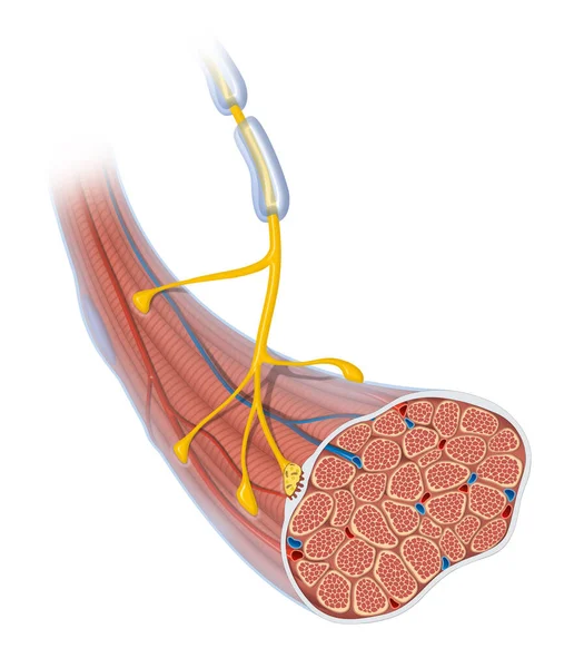 Jonction Neuromusculaire Muscles Squelettiques Motoneurones — Photo