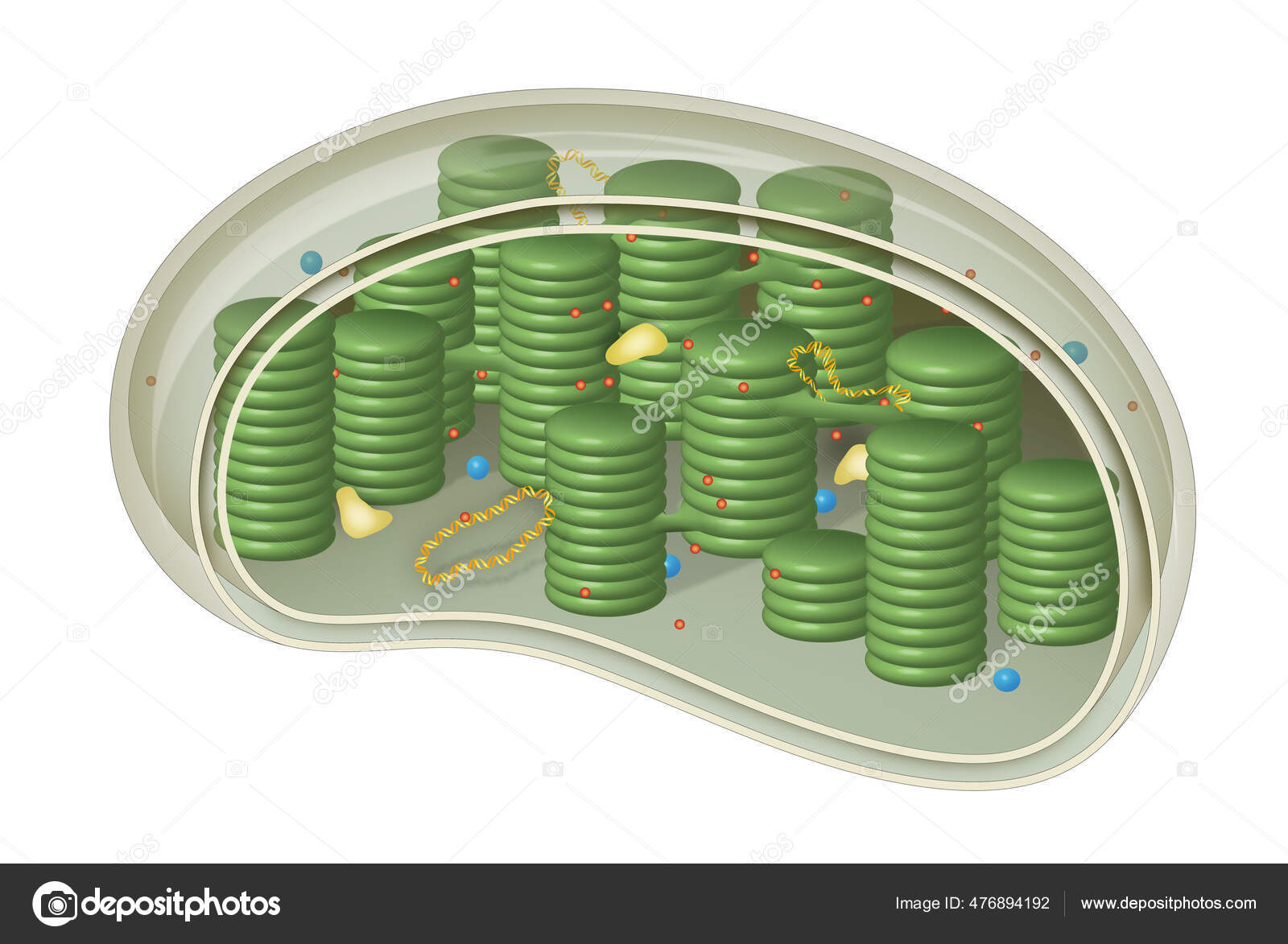 Chloroplast Structure Cells Plants Green Algae Stock Photo by ...