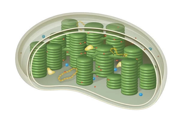 Chloroplast Structure Cells Plants Green Algae — Stock Photo, Image