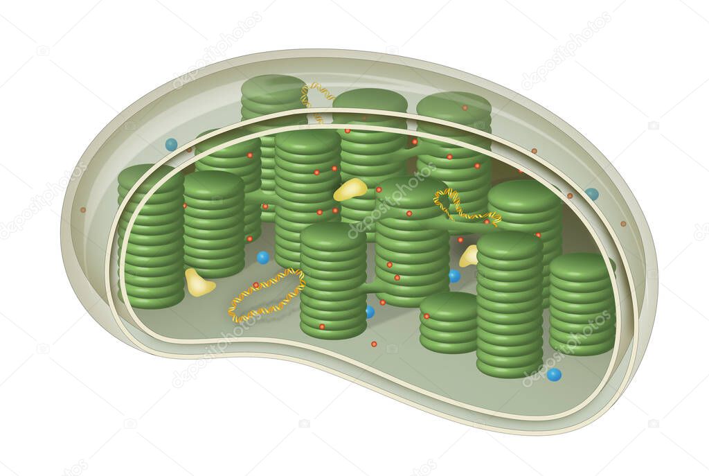 Chloroplast, structure within the cells of plants and green algae