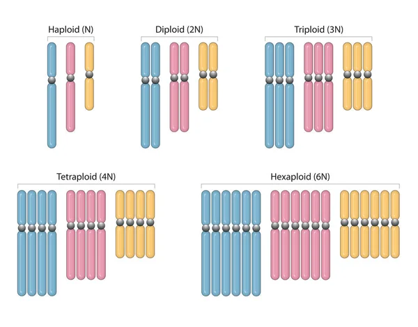 Tipos Poliploidía Haploide Diploide Triploide Tetraploide Hexaploide — Foto de Stock