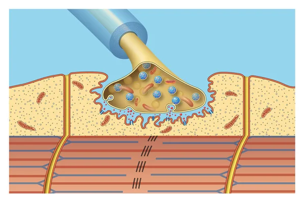 Sinapsis Dari Sistem Saraf Neuromuskular — Stok Foto