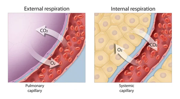 Gas Exchange External Internal Respiration — Stock Photo, Image