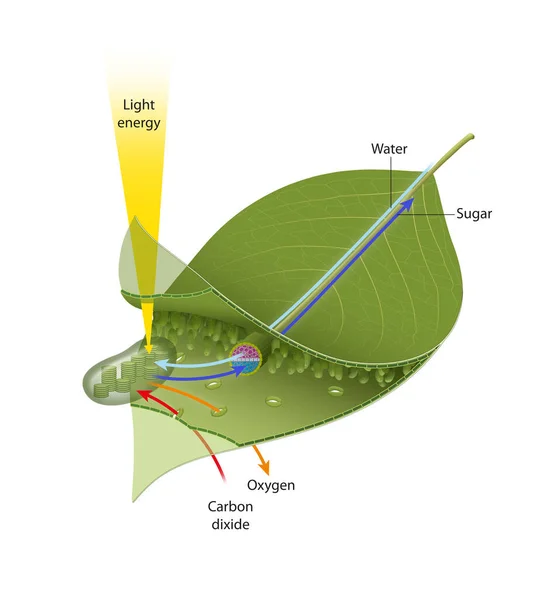 Questo Diagramma Spiega Componenti Base Della Fotosintesi — Foto Stock