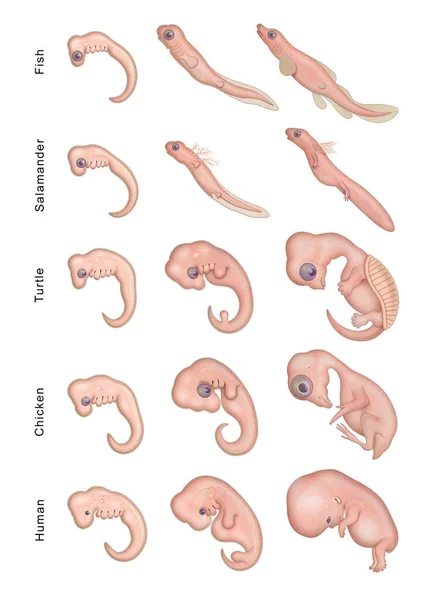 Different Stages Early Embryonic Development — Stock Photo, Image