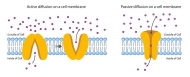 Plasma Membrane boyunca yayılma