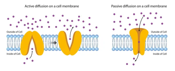 Diffusione Attraverso Membrana Plasmatica — Foto Stock