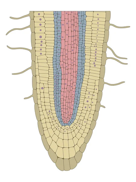 典型的根部包含三个不同的部分 即分生孢子带 伸长带和分化带 — 图库照片