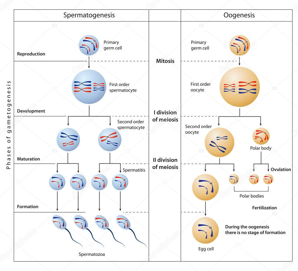 During gametogenesis, diploid or haploid precursor cells divide and differentiate to form mature haploid gamete