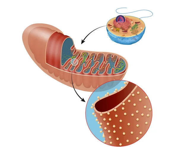 Crista Fold Inner Membrane Mitochondrion — Stock Photo, Image