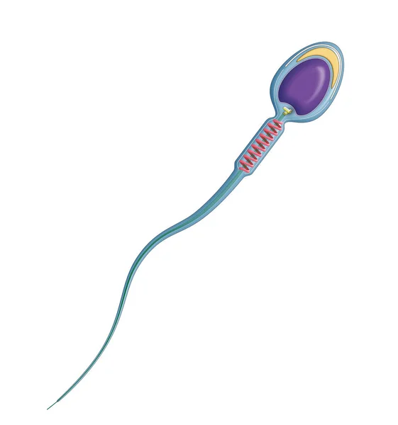 Sperm Male Reproductive Cell Human Spermatozoon Anatomy — Stock Photo, Image