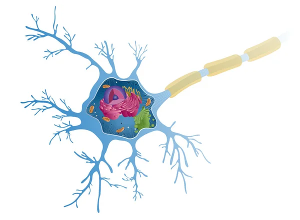 Anatomía Una Neurona Multipolar Las Células Nerviosas También Conocidas Como — Foto de Stock