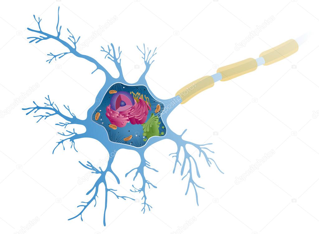 Anatomy of a multipolar neuron. Nerve cells, also known as a neurons, are the active component of the nervous system