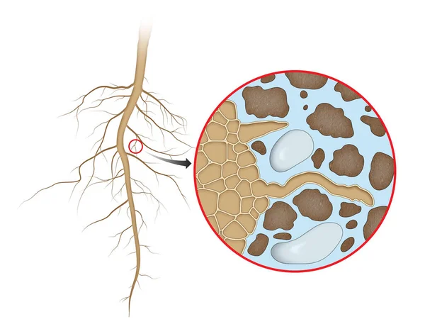 Plant Root Absorption Water — Stock Photo, Image