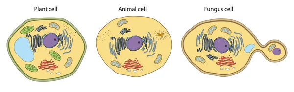 Struttura Cellulare Vegetale Animale Fungina — Foto Stock