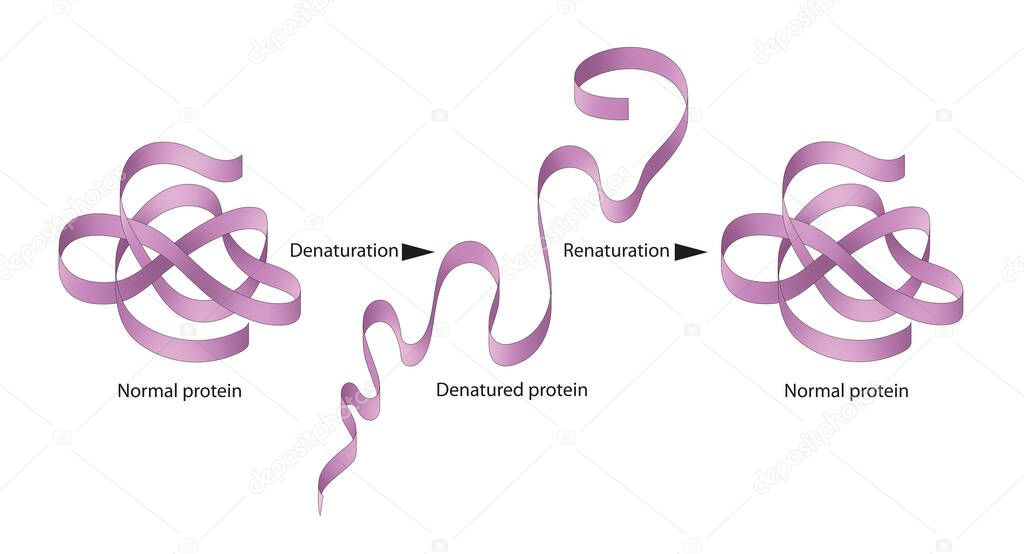 Denaturation and renaturation of Proteins
