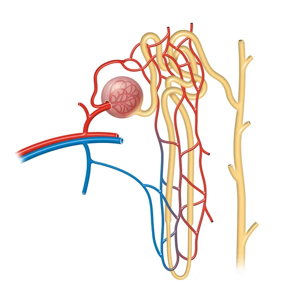 Mikroskopowa Anatomia Nerek Anatomia Nefronu — Zdjęcie stockowe