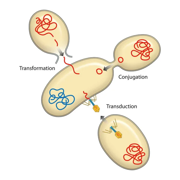 Recombinação Bactérias Transformação Bacteriana Conjugação Transdução Genética — Fotografia de Stock