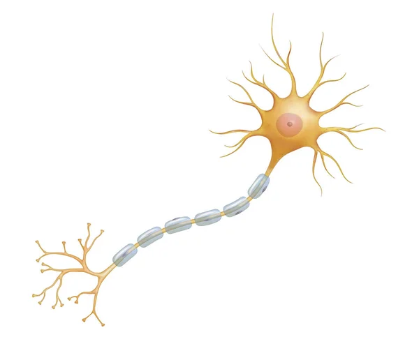 Neurônio Célula Nervosa Principal Componente Tecido Nervoso — Fotografia de Stock