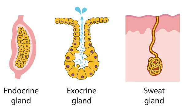 Tipi Ghiandole Epiteliali Endocrina Esocrina Sudore — Foto Stock