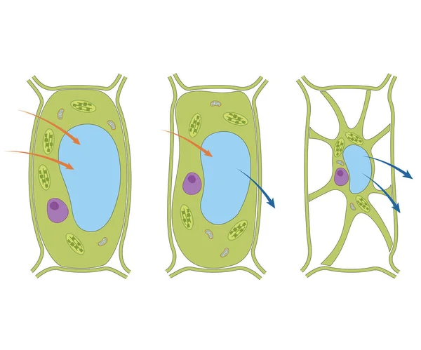 Pressione Del Turgore Sulle Cellule Vegetali — Foto Stock