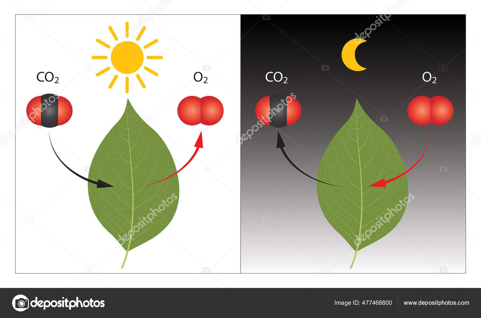 식물의 광합성 스톡 일러스트레이션 [© AUTHOR_NAME] #477468800, image size:1600x1058