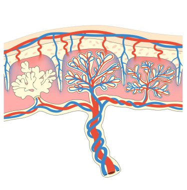 The placenta is an organ attached to the lining of womb during pregnancy. Structure clipart