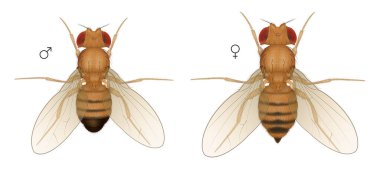 Drosophila Meyve Sineği Böceği. Erkek Dişi