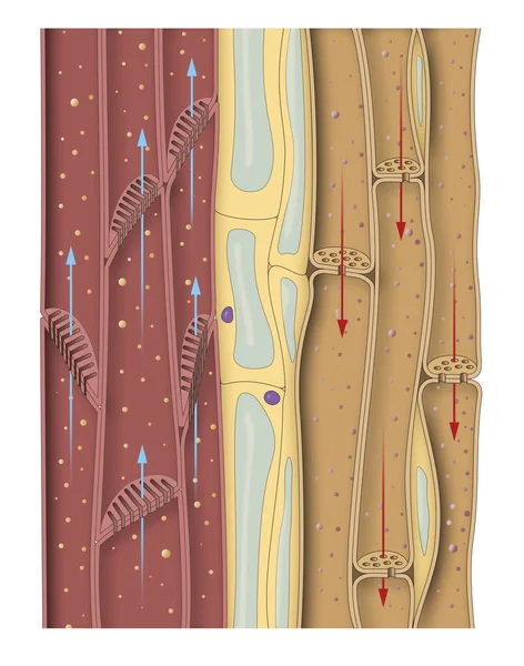 Kök santralin bir kısmı. Xylem, phloem