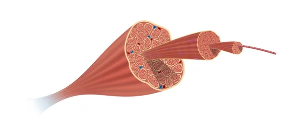 Struktura Anatomia Mięśni Szkieletowych — Zdjęcie stockowe